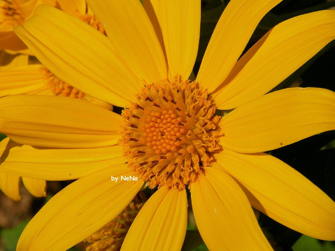 Amarelo