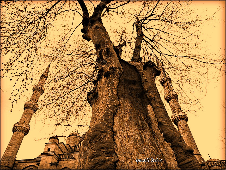 TARİHİ ÇINAR