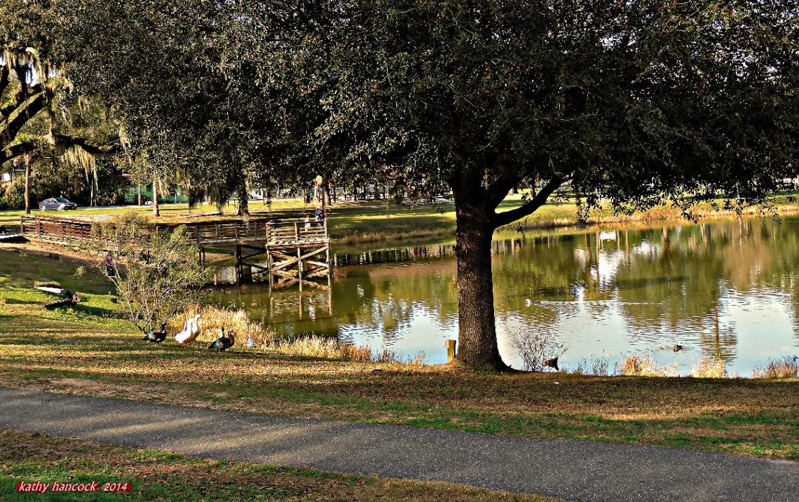 Ducks on the Fake Lake