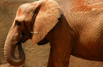 Elefante