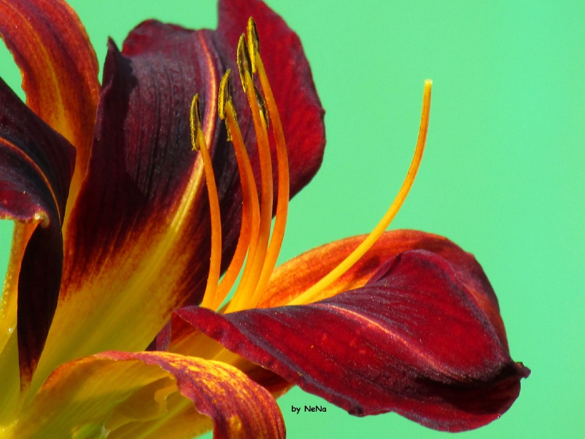Colors