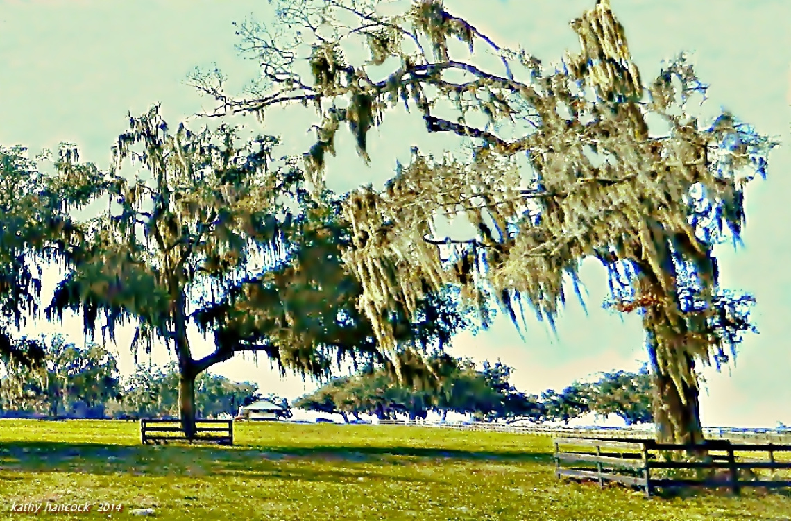 Haunted Tree Horse Farm