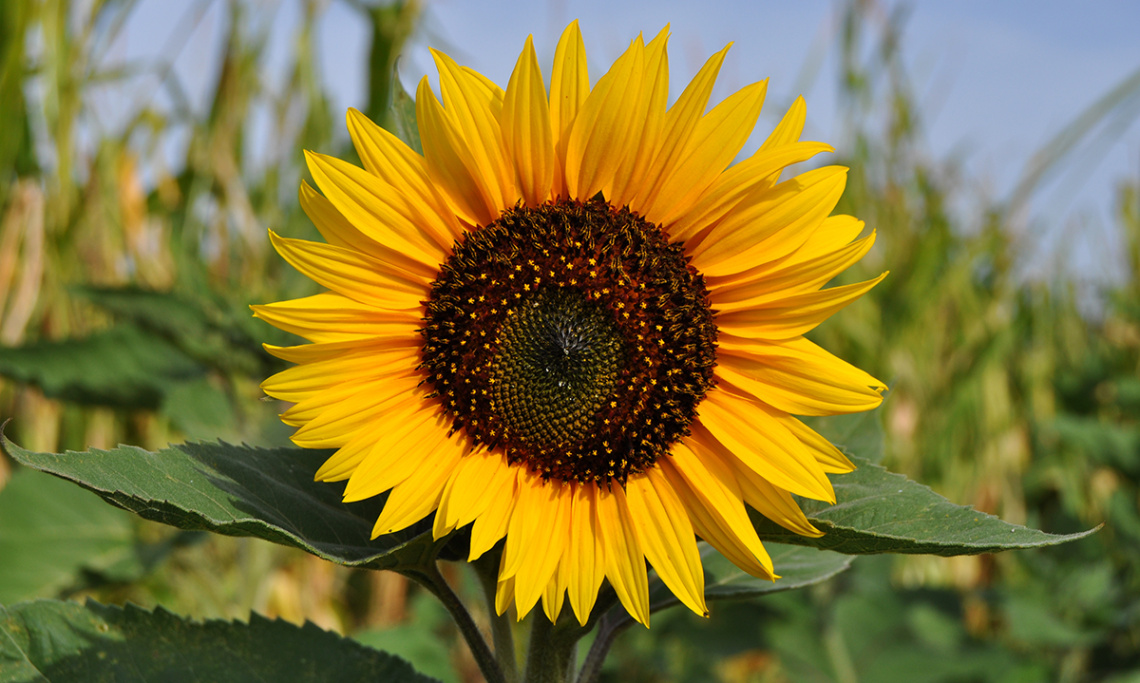 Sunflower