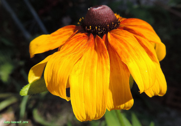 Daisy Drenched in Sunlight
