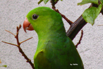 Periquito