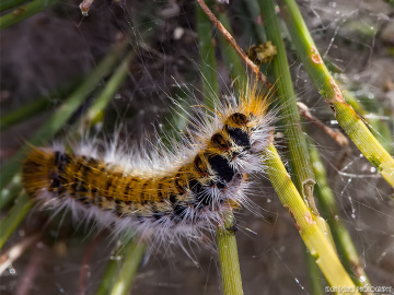 Caterpillar Macro
