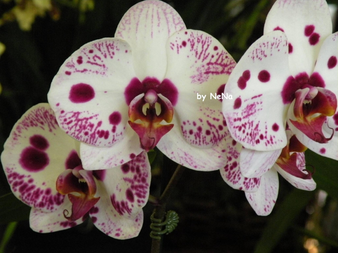 Orquídea 