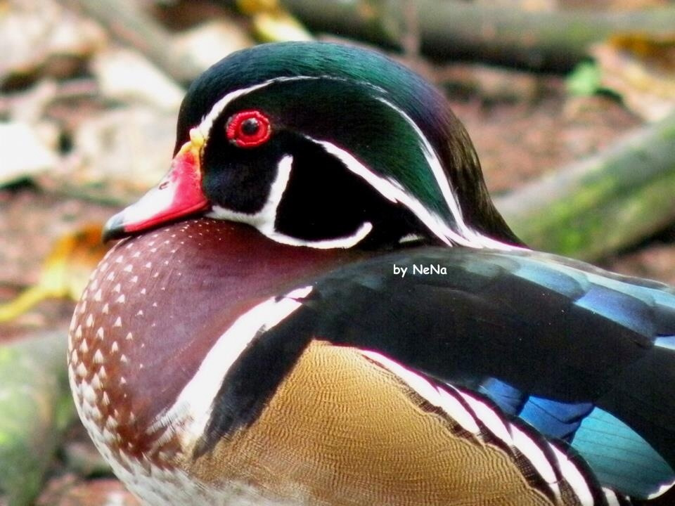 Mandarin