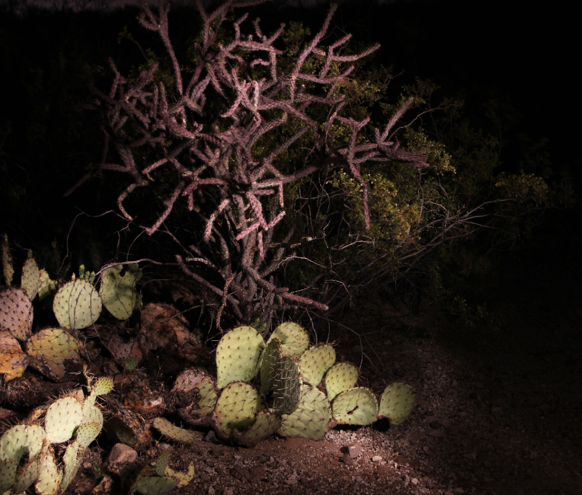 Light Painting The Sonoran Desert