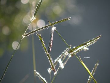 Brightness of the Bush 2