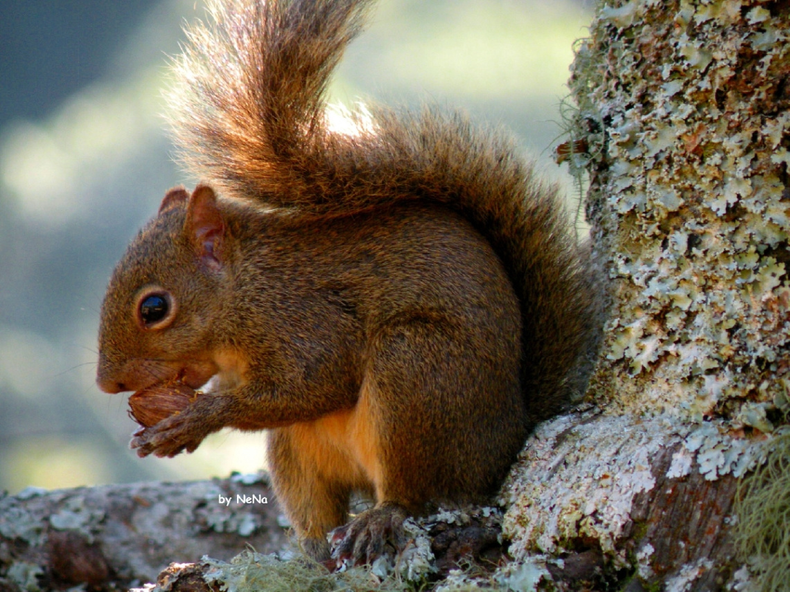 squirrel