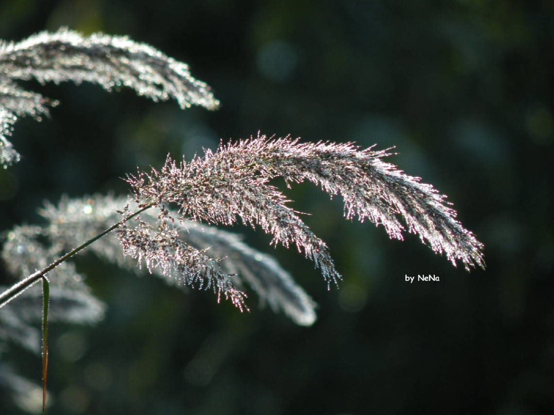 Brightness of the Bush 1