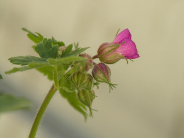 geranium