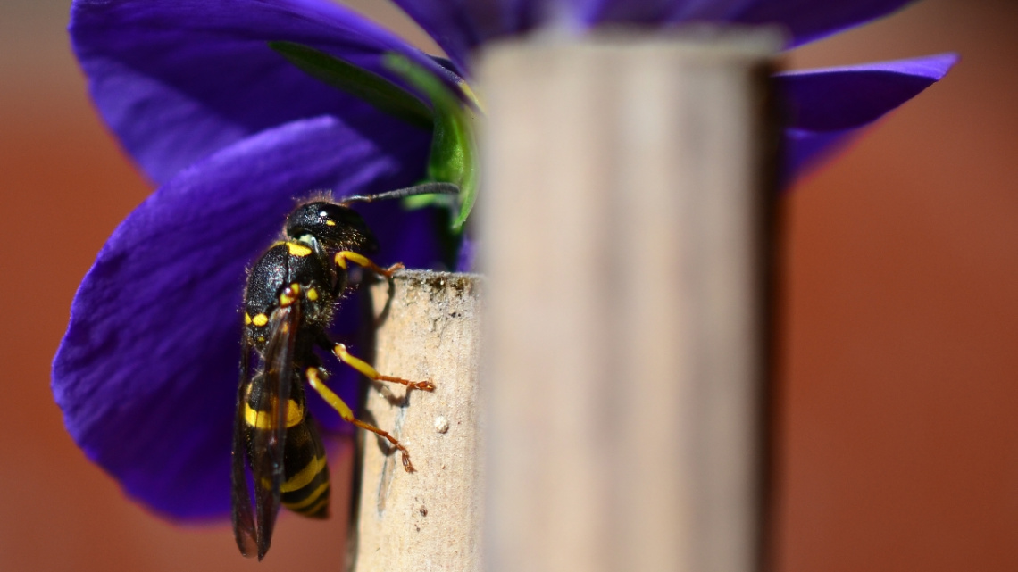 Wasp