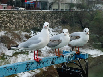 ÜÇÜ BİR ARADA