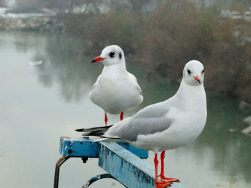 ALTIN KIZLAR