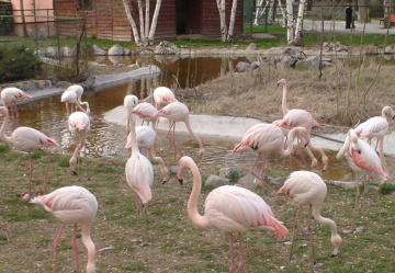 Flamingo