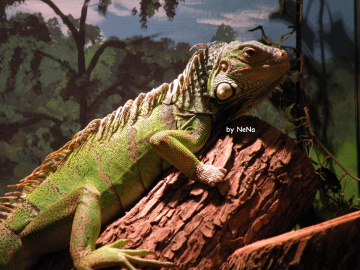 Iguana