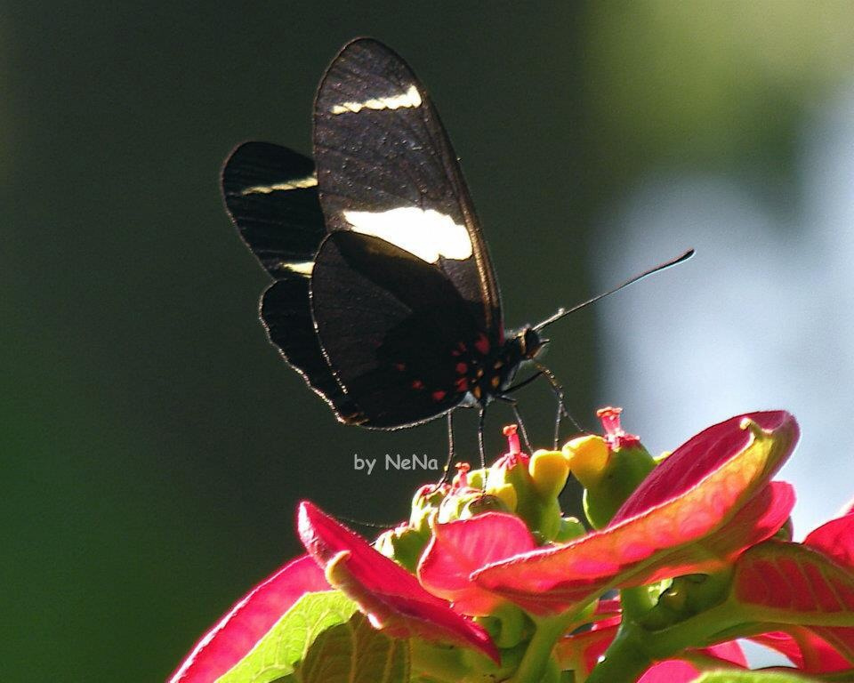 Borboleta