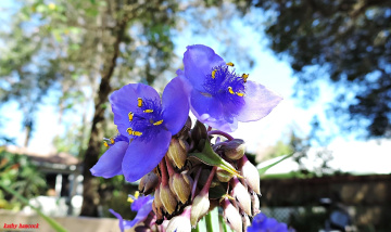 Spiderwort