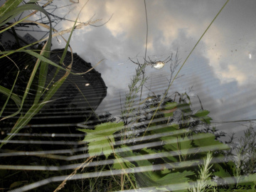   Spider in the evening 