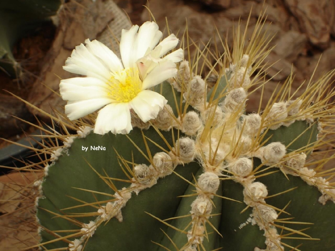Flor de Cacto