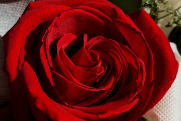 red rose