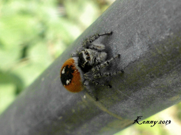  Red Spider 