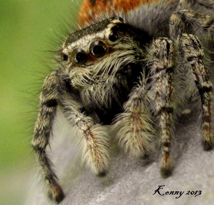  Red Spider 