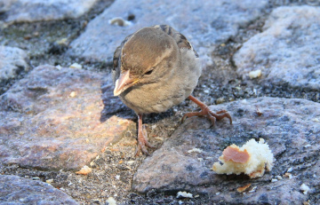 Hungry Friend