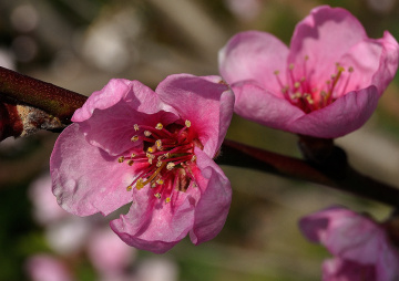 Peach blossum