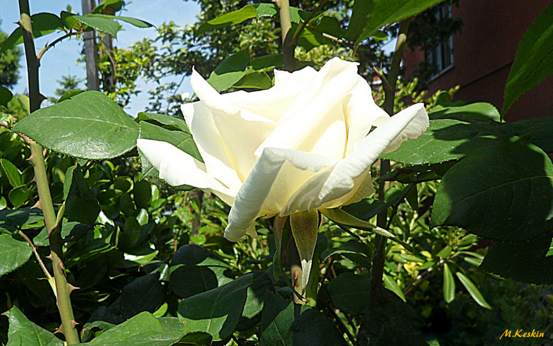 Gülbeyazı