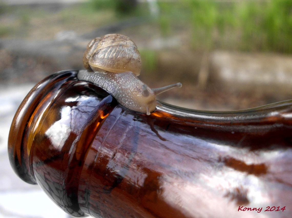  Bottle Dance 