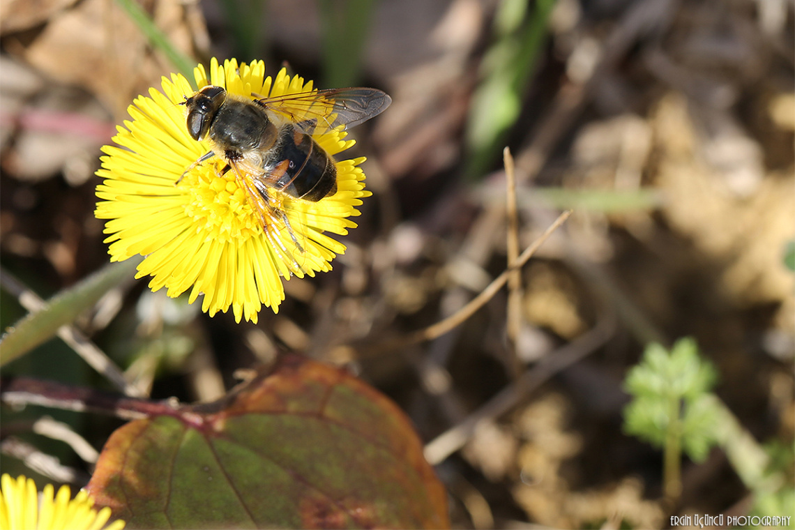 My bee