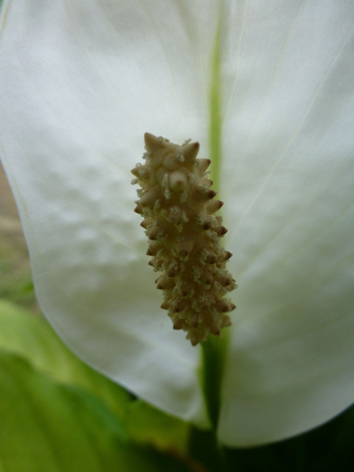 Blüte