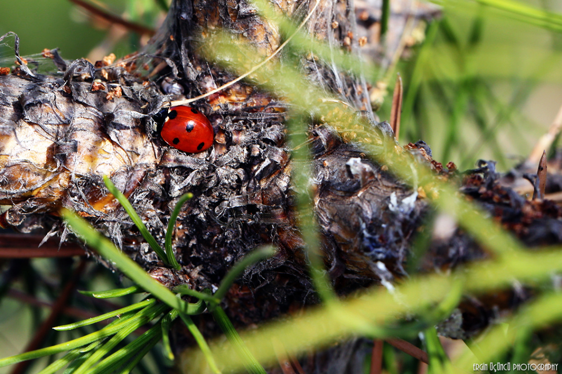 Ladybug