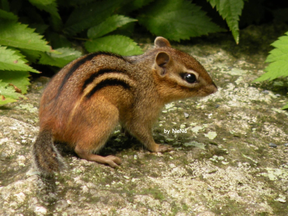 little squirrel