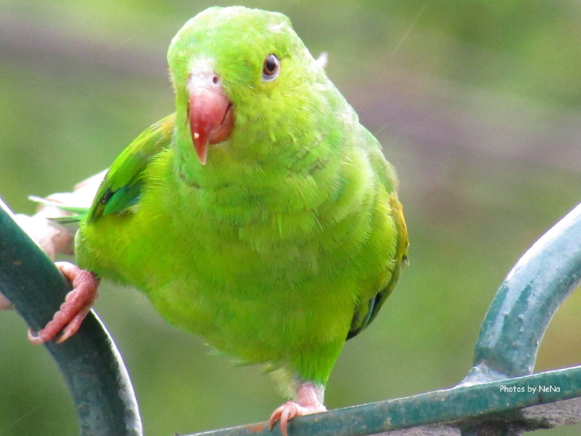 maritaca