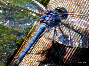 Libélula azul