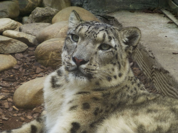 Schneeleopard