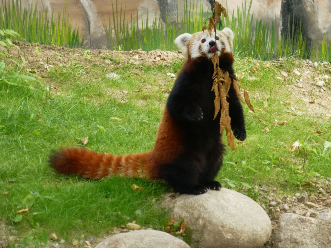 roter Panda