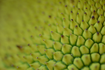 thorns