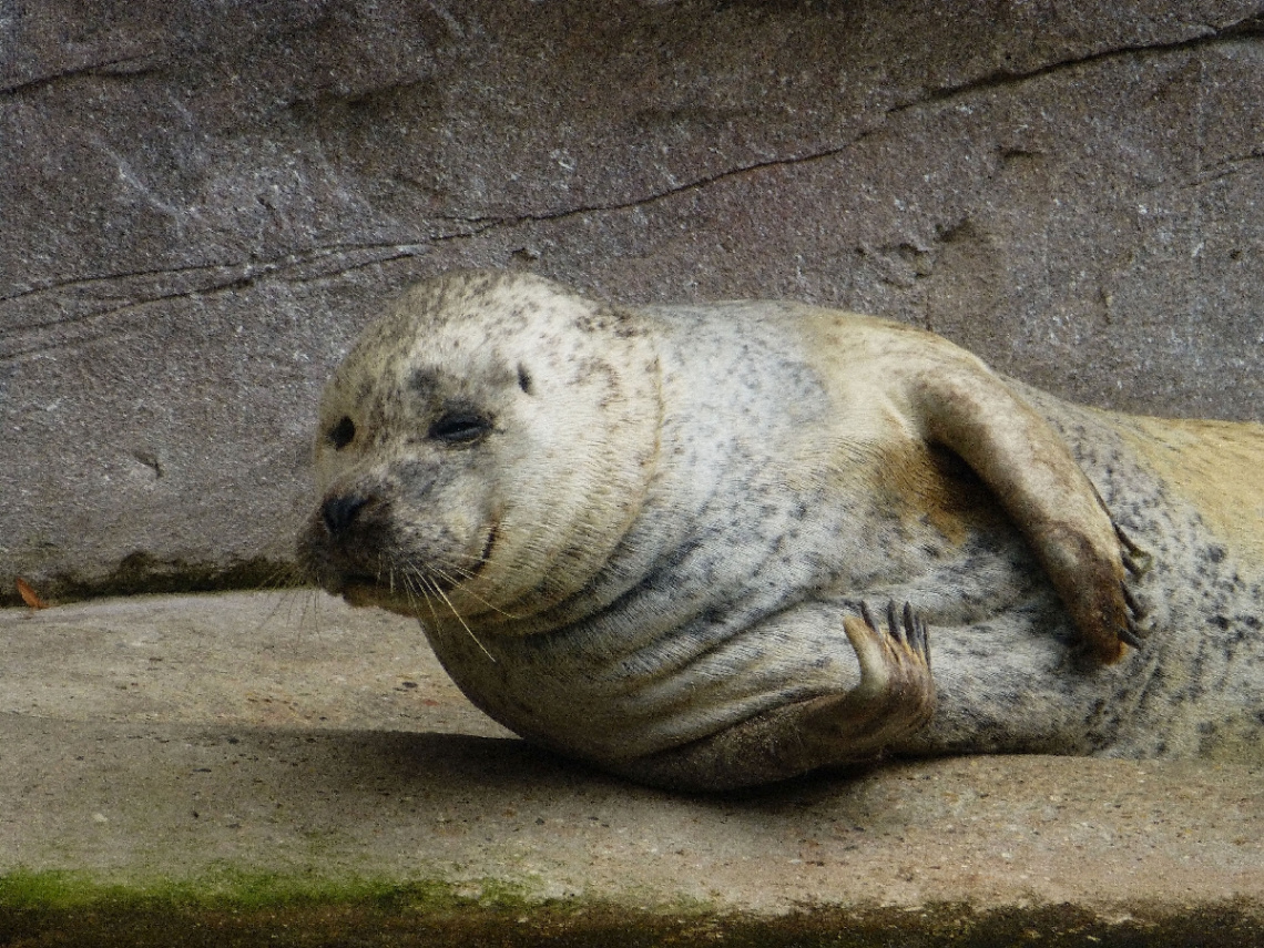 Zoo Karlsruhe, Baden-Württemberg/Germany