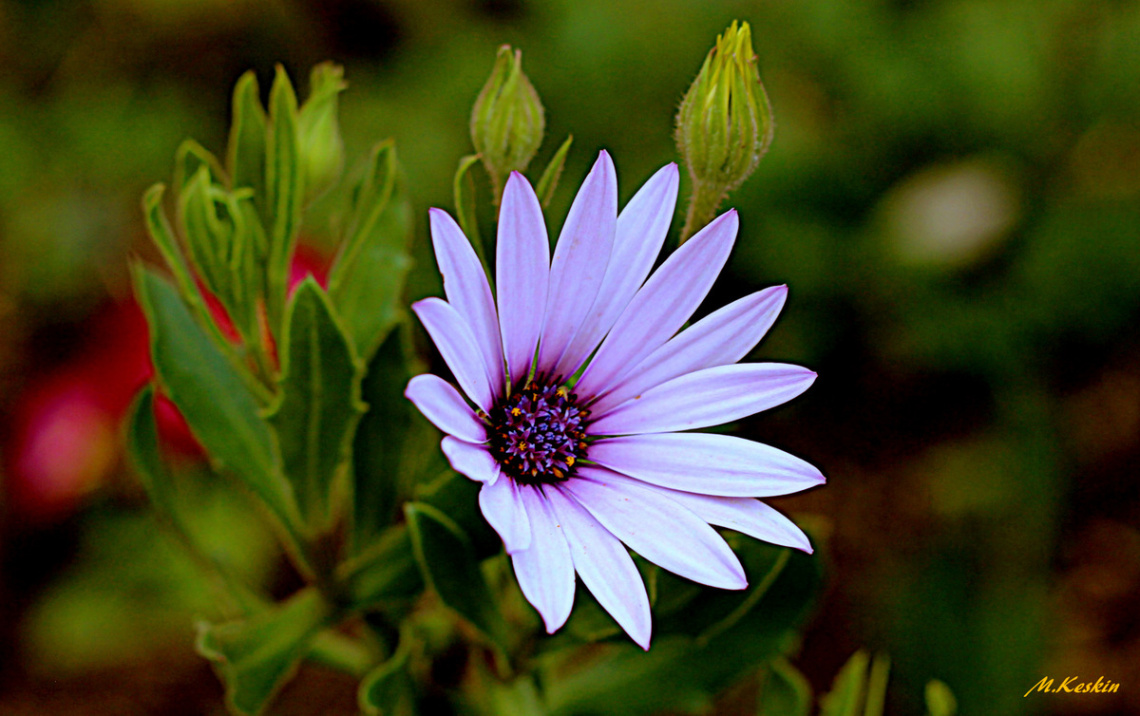 Sidney Papatyam