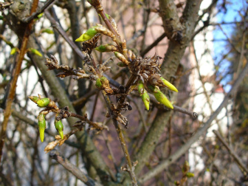 Forsythienblüten