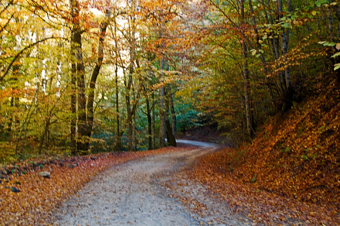 Yol...