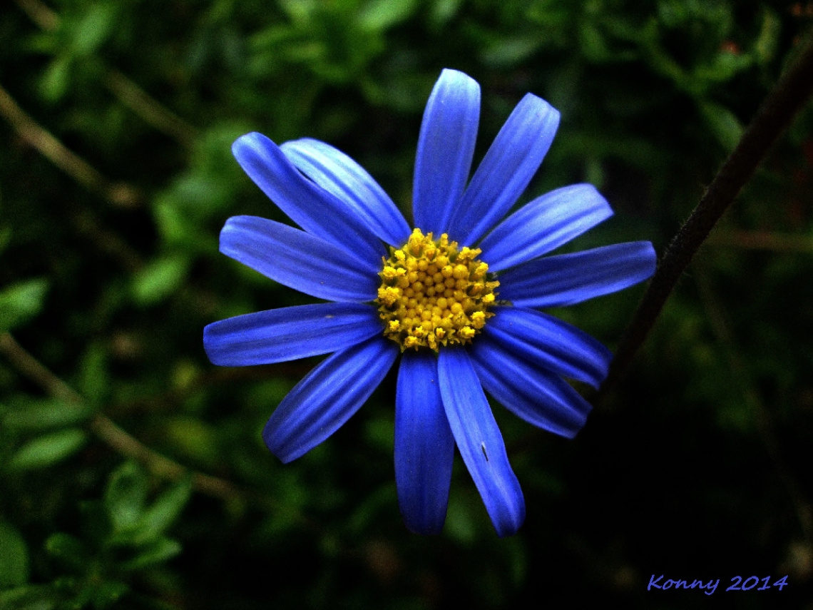 blue beauty 