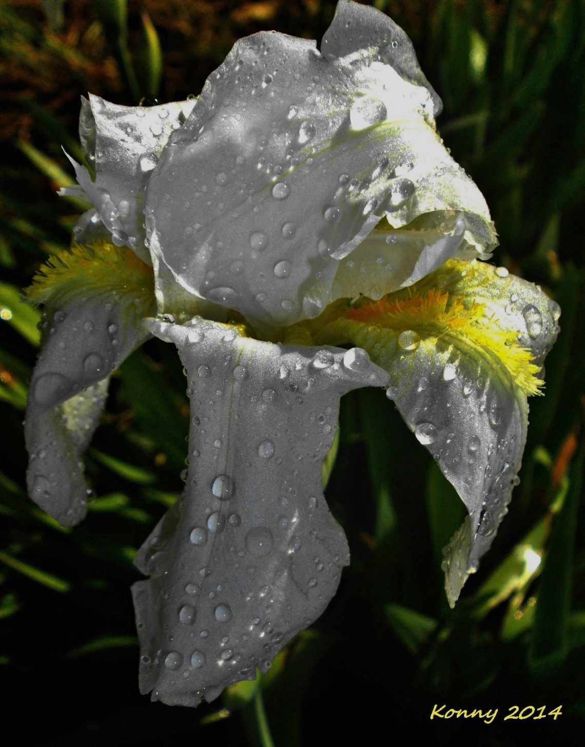  flower in the rain 