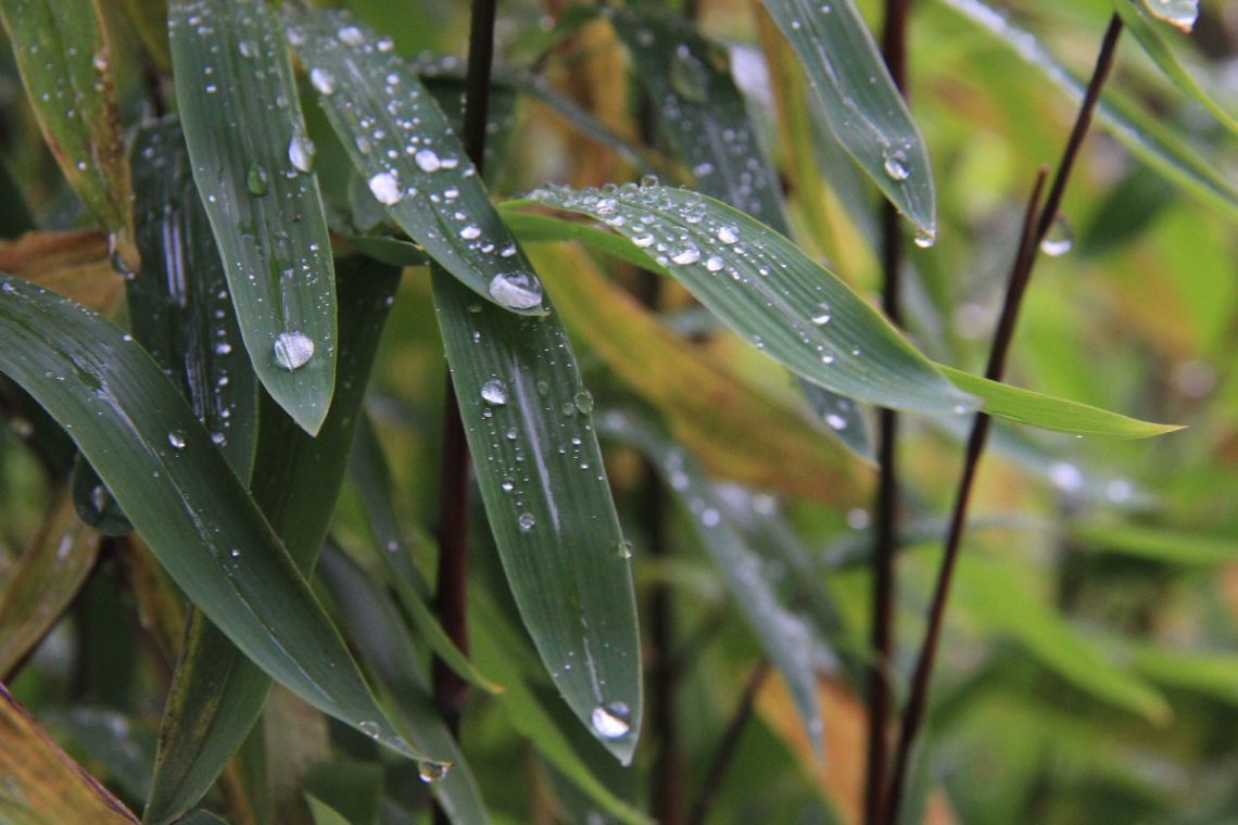 A Rainy Day