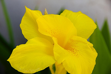 Yellow Lady